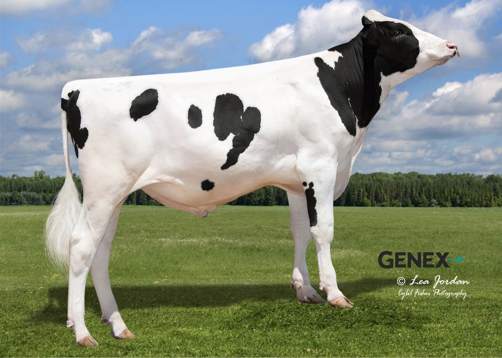 A Holstein bull standing in a field.